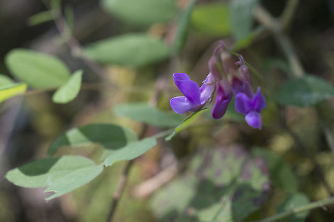 Purple Peavine  Geotagged,Lathyrus nevadensis,Spring,United States