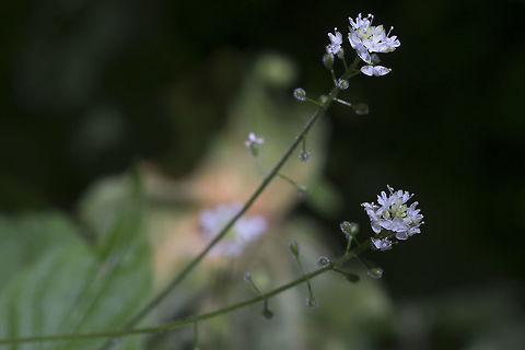 Enchanter's Nightshade  Circaea alpina,Enchanter's Nightshade,Geotagged,Spring,United States