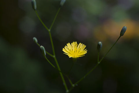 Wall Hawkweed Introduced Geotagged,Hieracium murorum,Spring,United States