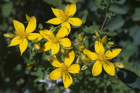 Common St. Johnswort Introduced from Europe Geotagged,Hypericum perforatum,Spring,St John's wort,United States