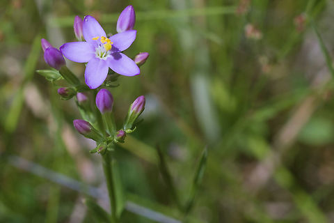 Common Centaury Introduced Centaurium erythraea,Geotagged,Spring,United States