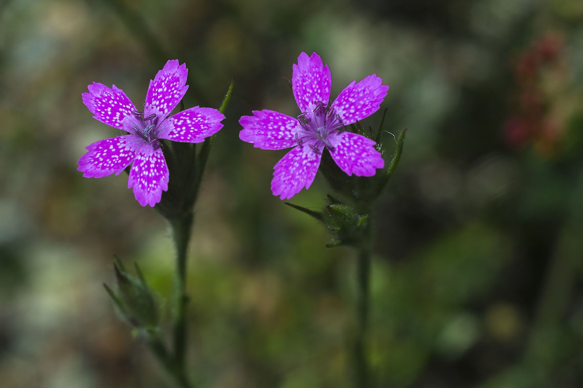 Deptford Pink Introduced Dianthus armeria,Geotagged,Spring,United States