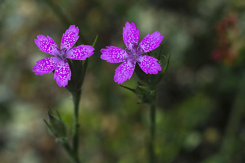 Deptford Pink Introduced Dianthus armeria,Geotagged,Spring,United States