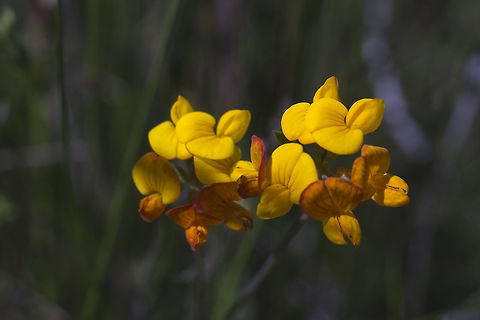 Bird's foot Trefoil introduced Bird's-foot trefoil,Geotagged,Lotus corniculatus,Spring,United States
