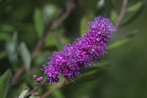Rose Spirea  Geotagged,Spiraea douglasii,Spring,United States