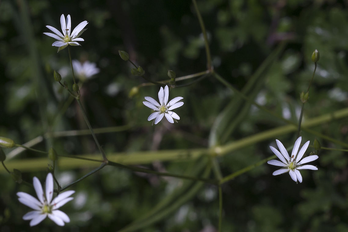 Boreal Starwort  Geotagged,Spring,Stellaria borealis,United States