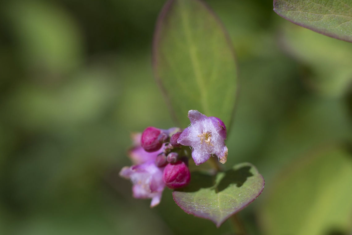 Common Snowberry  Geotagged,Spring,Symphoricarpos albus,United States