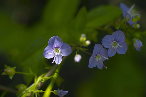American Speedwell  Geotagged,Spring,United States,Veronica americana