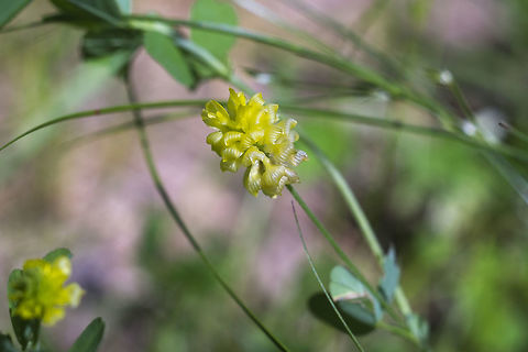 Hop Trefoil  Geotagged,Hop Trefoil,Spring,Trifolium campestre,United States