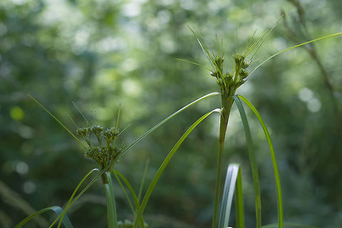 Tall grass or rather more accurately a sedge, but not sure which one yet Cyperus eragrostis,Geotagged,Spring,United States,pale galingaletall flatsedge