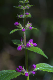 Nettle  Geotagged,Spring,United States