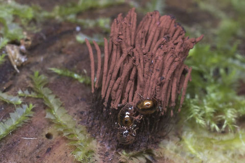 Little Beetles on Stemonitis I spotted the slime mold, but I didn't even see these guys until after I took the photos. The beetles are an Agathidium species - perhaps Agathidium pulchrum edit - going to leave this one alone for now. These beetles appear to be rather under studied… more than 100 new species discovered as late as 2005. Geotagged,Spring,United States,beetles,slime mold,stemonitis