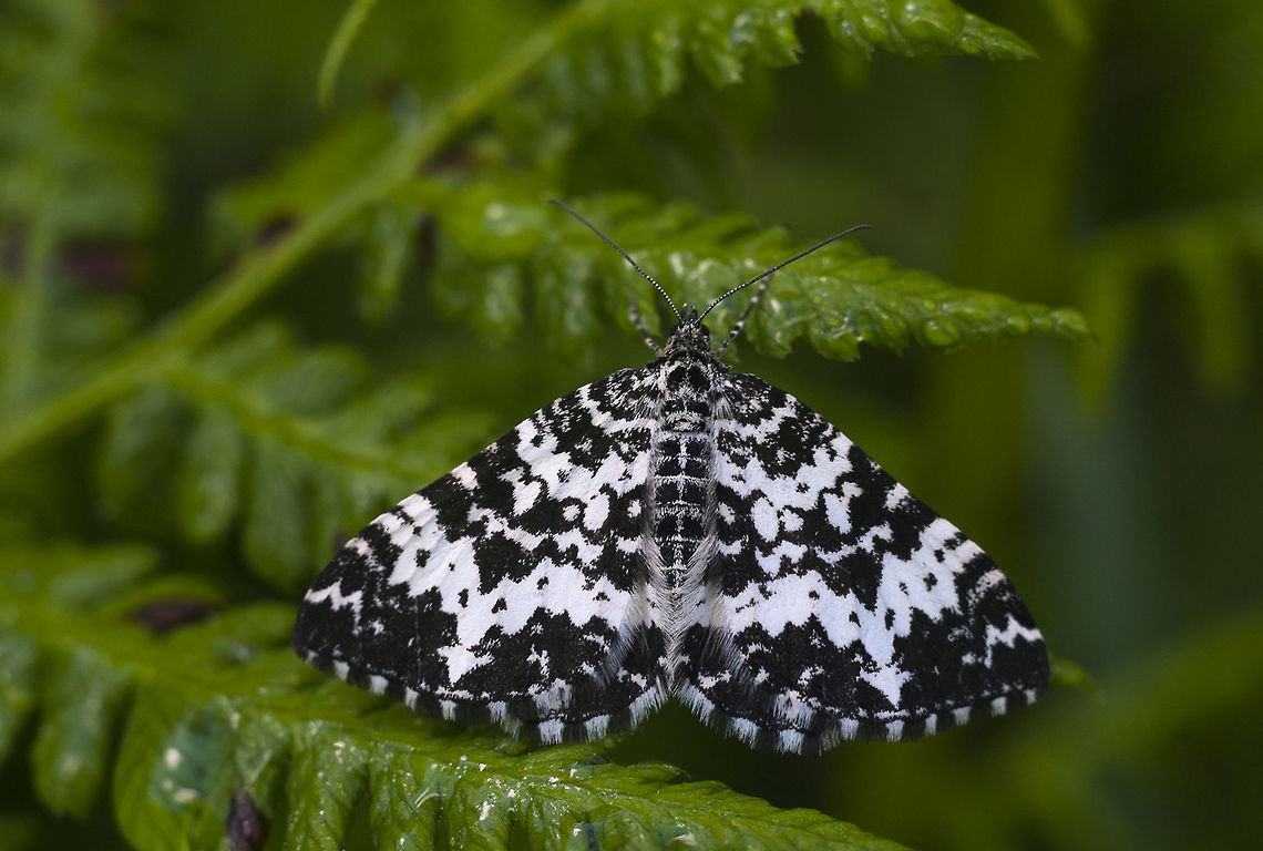 White banded black moth probably Rheumaptera genus, species not determinable without microscopic exam.. Geotagged,Spring,United States