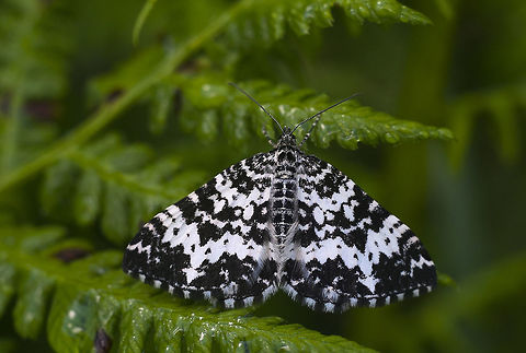 White banded black moth probably Rheumaptera genus, species not determinable without microscopic exam.. Geotagged,Spring,United States
