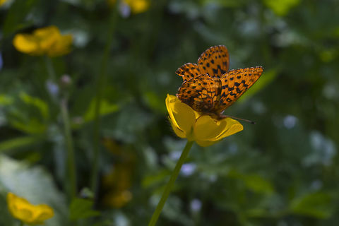 Pacific Fritillary  Boloria epithore,Geotagged,Pacific Fritillary,Spring,United States