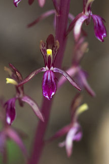 Western Coralroot  Corallorhiza mertensiana,Geotagged,Pacific coralroot,Spring,United States
