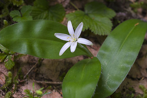 Queens Cup  Clintonia uniflora,Geotagged,Spring,United States,brides bonnet or queens cup