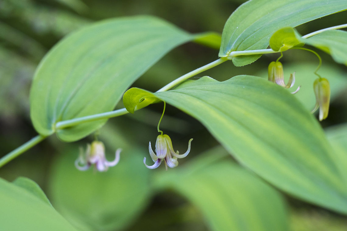 Clasping Twisted Stalk  Geotagged,Spring,Streptopus amplexifolius,United States,clasping twistedstalk,watermelon berry