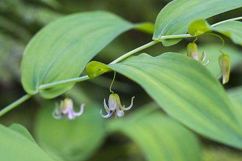 Clasping Twisted Stalk  Geotagged,Spring,Streptopus amplexifolius,United States,clasping twistedstalk,watermelon berry