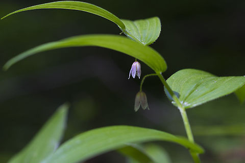 Rosy Twisted Stalk  Geotagged,Liverberry,Rose Mandarin,Rose Twisted Stalk,Rose-Bellwort,Rosybells,Scootberry,Spring,Streptopus lanceolatus,United States
