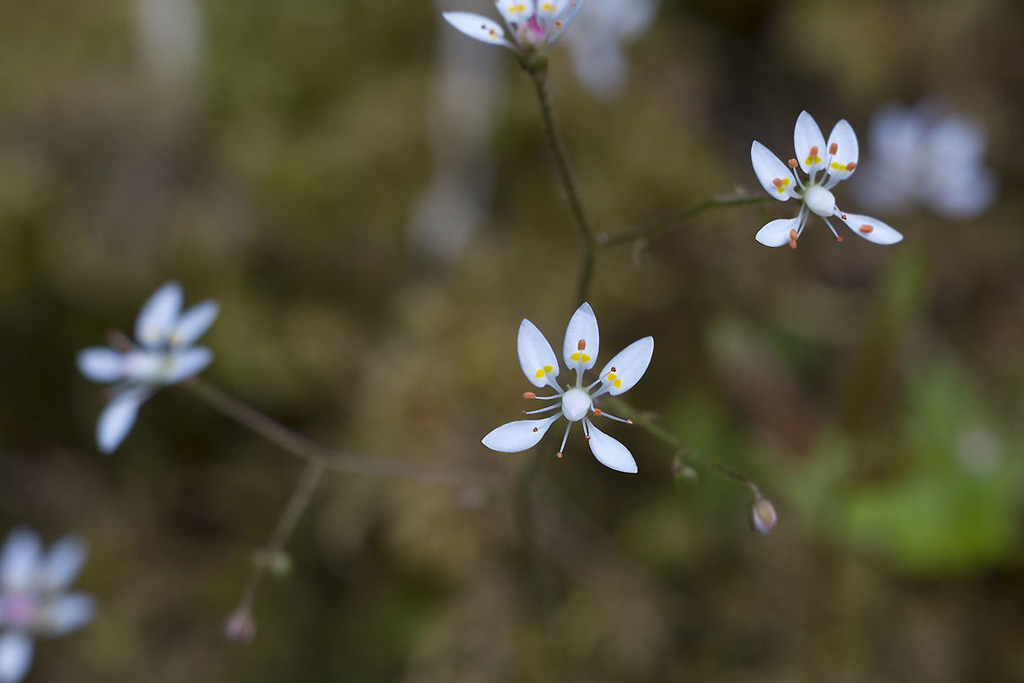 Rusty Saxifrage  Geotagged,Micranthes ferruginea,Spring,United States