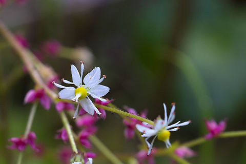 Merten's Saxifrage  Geotagged,Saxifraga mertensiana,Spring,United States
