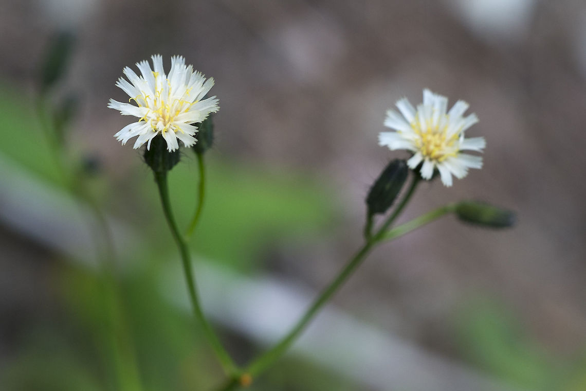 White Flowered Hawkweed  Geotagged,Hieracium albiflorum,Spring,United States