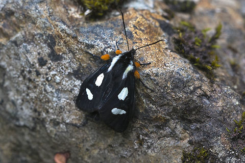 Langton's Forester Moth  Alypia langtoni,Geotagged,Spring,United States,moth week 2018