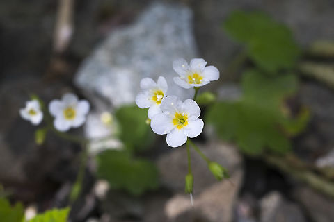 Sitka Mistmaiden  Geotagged,Romanzoffia sitchensis,Spring,United States