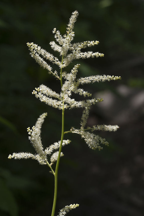 Goat's Beard  Aruncus dioicus,Geotagged,Spring,United States