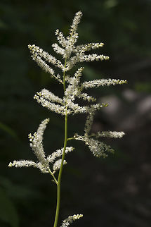 Goat's Beard  Aruncus dioicus,Geotagged,Spring,United States