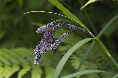 Carex spectabilis