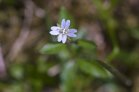 Fringed Willow Herb  Epilobium ciliatum,Geotagged,Spring,United States