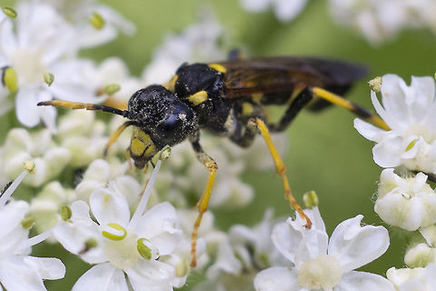 Little wasp  Geotagged,Spring,United States