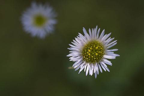 Bitter Fleabane  Erigeron acer,Geotagged,Spring,United States