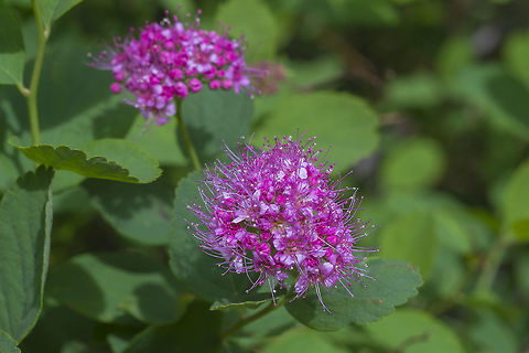 Spiraea splendens  Geotagged,Rosy Spiraea,Spiraea splendens,Spring,United States
