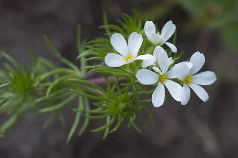 Nuttall's Linanthus  Geotagged,Leptosiphon nuttallii,Spring,United States