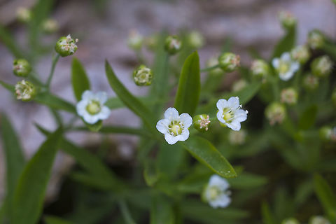 Largeleaf Sandwort  Geotagged,Moehringia macrophylla,Spring,United States