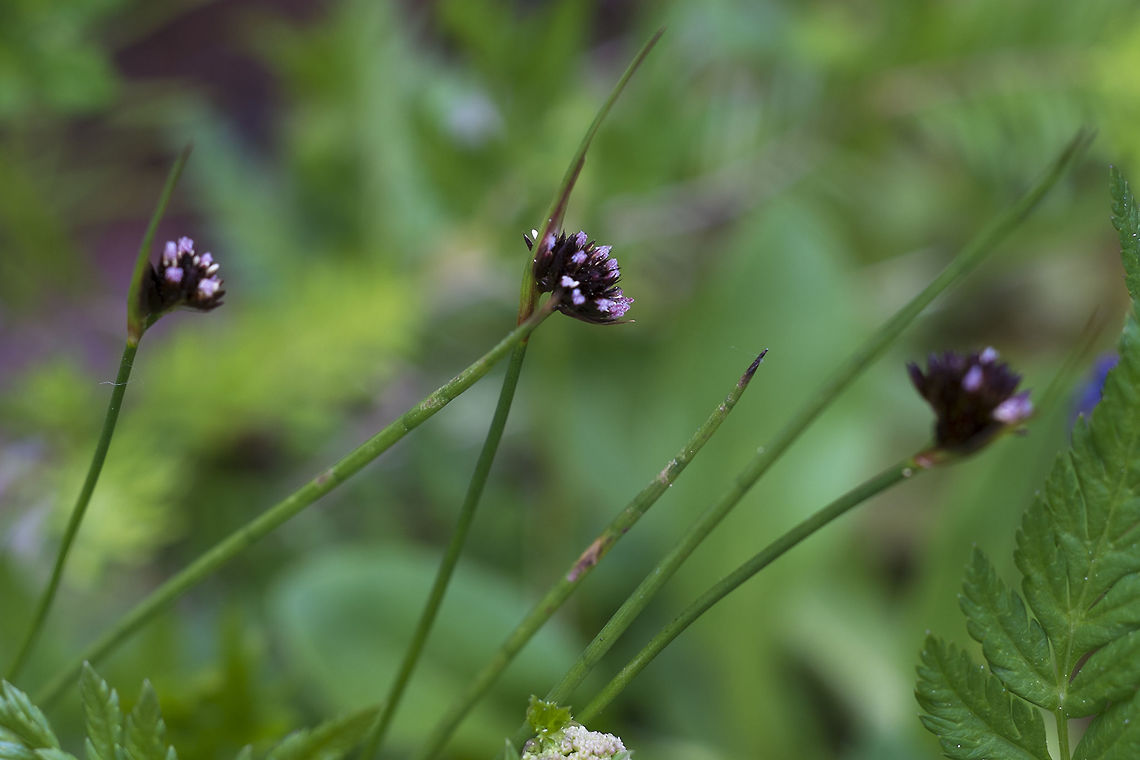 Merten's Rush found a new good source for IDs. It&#039;s a forum, so you need to join to post images, but there&#039;s little pain in that. <a href="http://www.botanicalgarden.ubc.ca/forums/index.php" rel="nofollow">http://www.botanicalgarden.ubc.ca/forums/index.php</a> Geotagged,Juncus mertensianus,Spring,United States