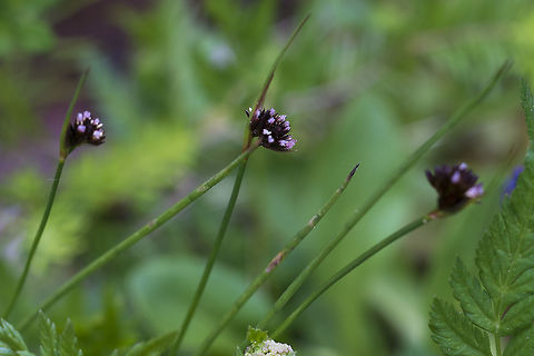 Merten's Rush found a new good source for IDs. It's a forum, so you need to join to post images, but there's little pain in that. http://www.botanicalgarden.ubc.ca/forums/index.php Geotagged,Juncus mertensianus,Spring,United States