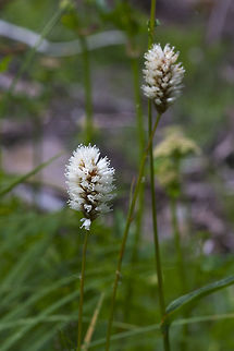 Polygonum bistortoides