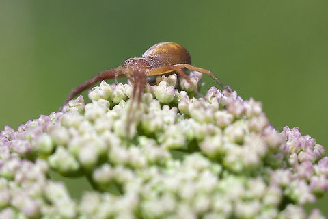 Tan and yellow spider will work on ID - looking like Philodromus sp - probably too many look alikes to ID from a photo alone Geotagged,Spring,United States