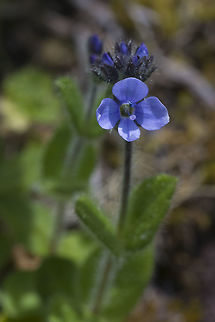 Alpine Speedwell  Geotagged,Spring,United States,Veronica wormskjoldii