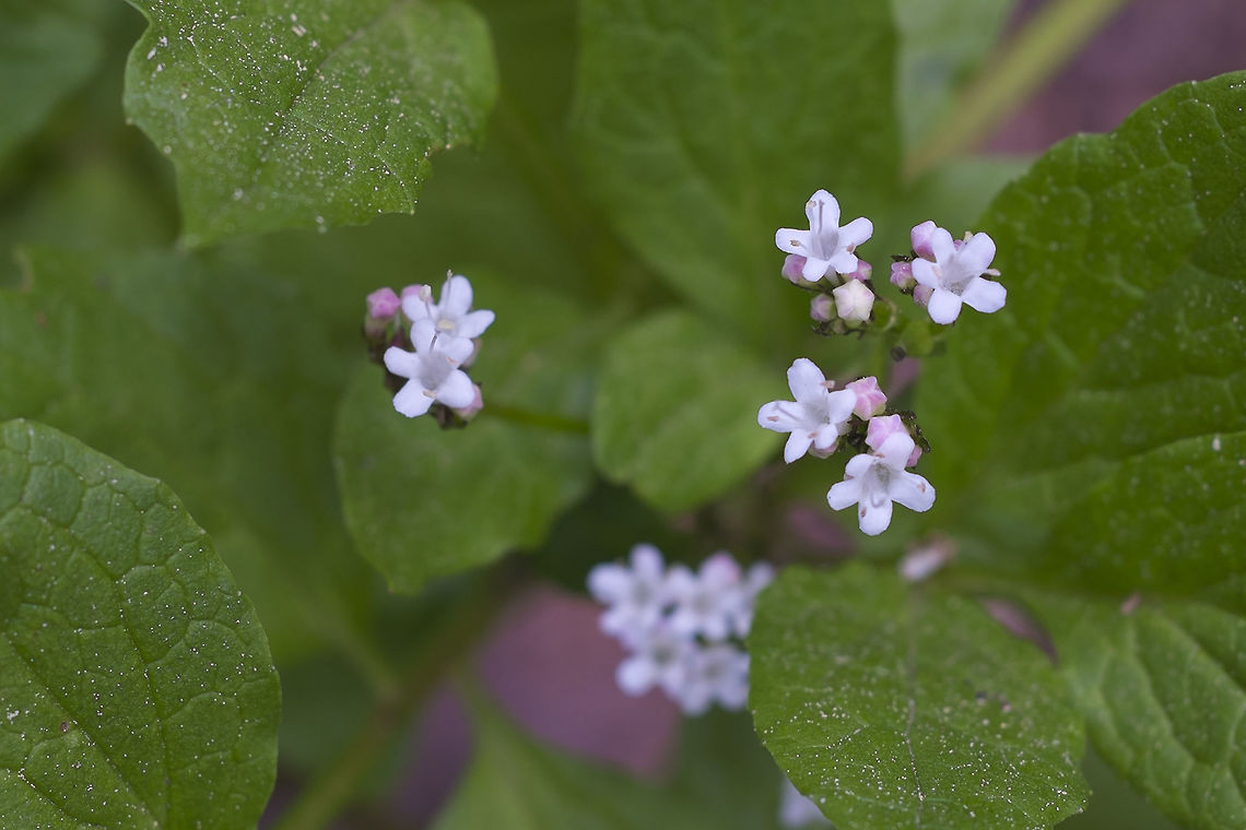 Sitka Valerian lol.. this one doesn&#039;t stick in my head I guess, this is the third time I&#039;ve photographed it. Geotagged,Sitka valerian,Spring,United States,Valeriana sitchensis