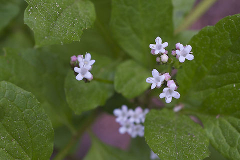 Sitka Valerian lol.. this one doesn't stick in my head I guess, this is the third time I've photographed it. Geotagged,Sitka valerian,Spring,United States,Valeriana sitchensis
