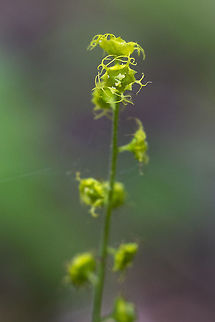 Brewer's Mitrewort  Geotagged,Mitella breweri,Spring,United States