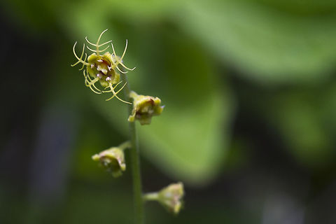 Five Point Bishop's Cap  Geotagged,Mitella pentandra,Spring,United States