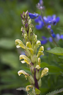 Towering Lousewort  Geotagged,Pedicularis bracteosa,Spring,Towering Lousewort,United States