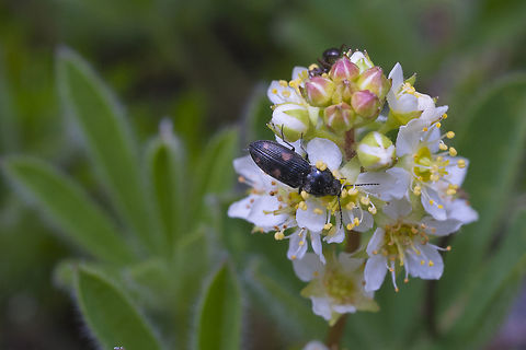 Partridgefoot with a little beetle  Geotagged,Luetkea,Luetkea pectinata,Spring,United States