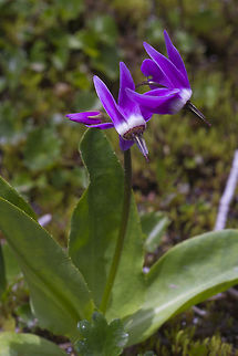 Tall Mountain Shooting Star  Dodecatheon jeffreyi,Geotagged,Spring,United States